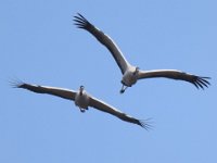 Kranich (Grus grus)  17